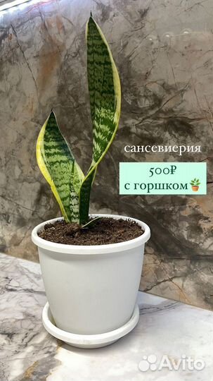 Сансевиерия