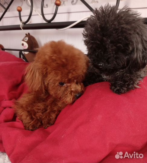 Тедди пудель импорт Китай