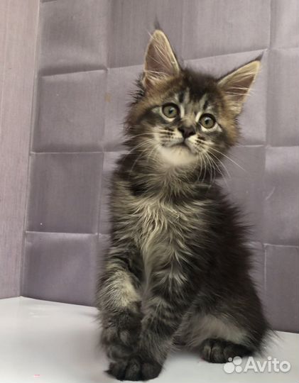 Мейн-кун мальчик тикинг