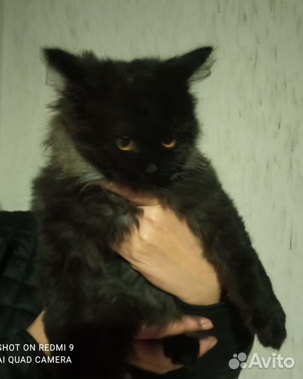 Кошка в дар