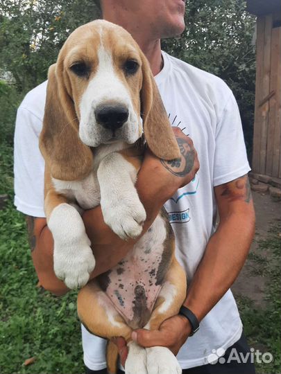 Бигль мальчики и девочки