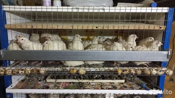 Яйца перепелиные домашние