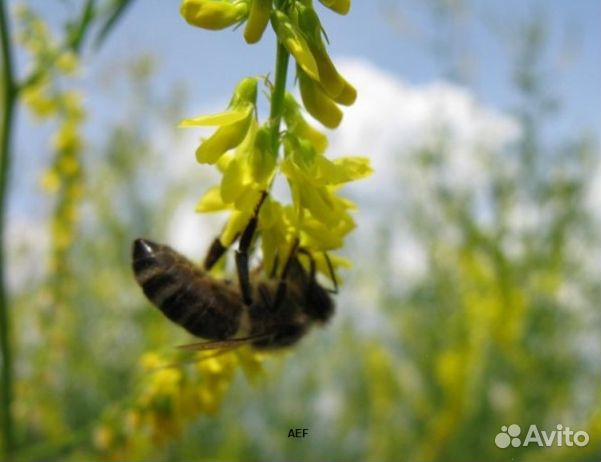 Мед 2024 года Алтайский опт