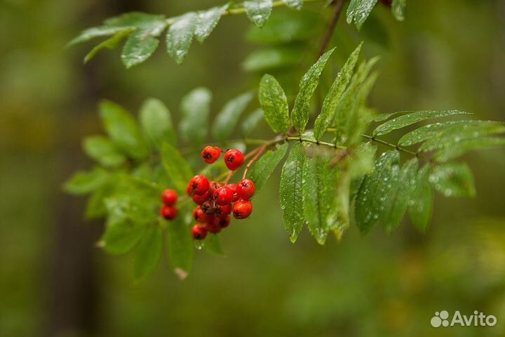 Объектив Tamron 28-75 f2.8 для canon