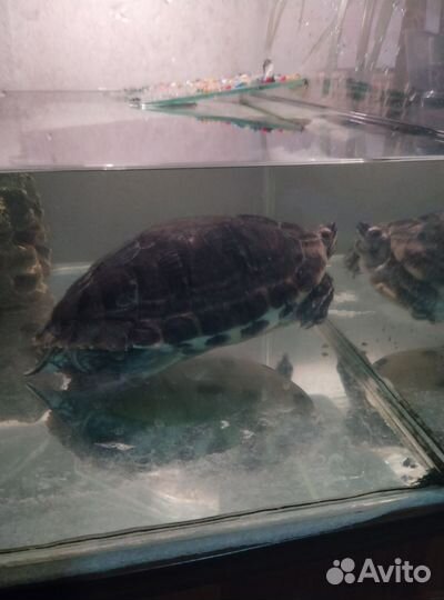 Черепаха