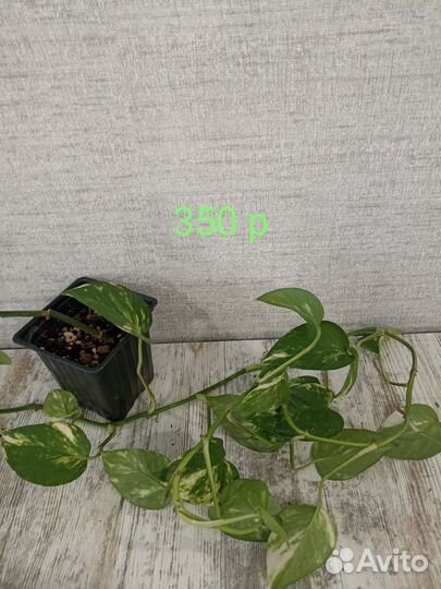 Сциндапсус эпипремнум