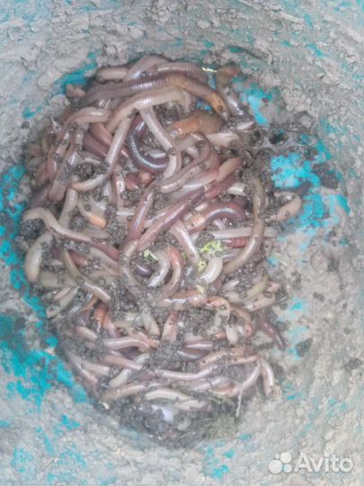 Червь выползок