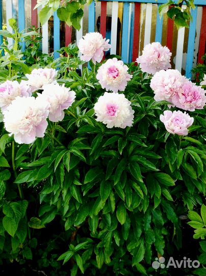 Чудесные пионы