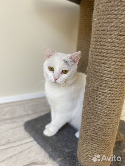 Кошка Фета в добрые руки