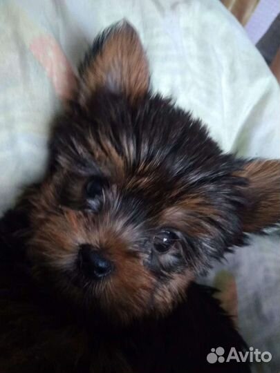 Йоркширский терьер мини вязка