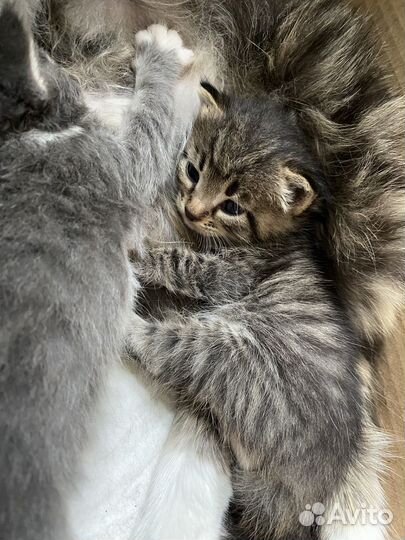 Кошка в дар