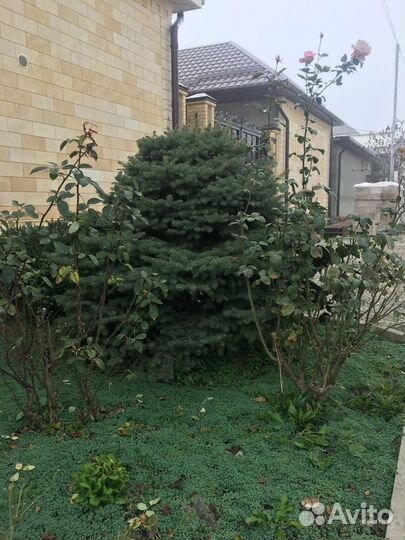 Голубая ель