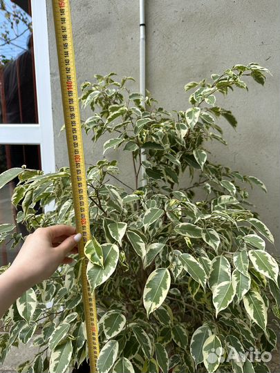 Фикус бенджамина