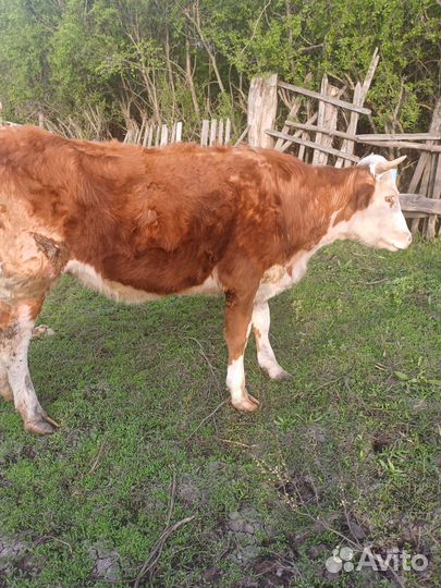 Телка стельная