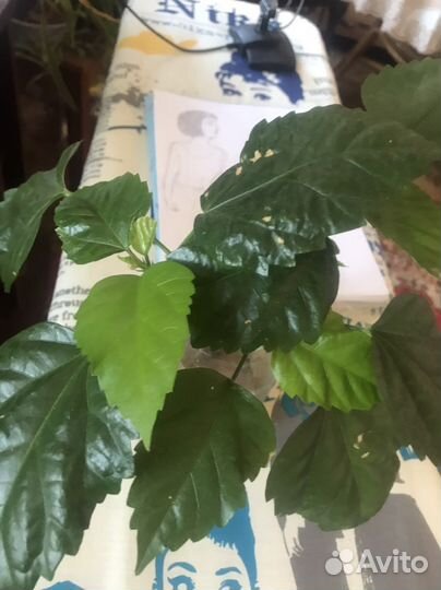 Гибискус,комнатная роза