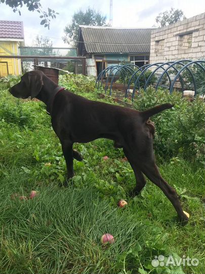 Курцхаар вязка