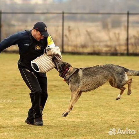 Дрессировка собак, Защита и охрана. Гостиница