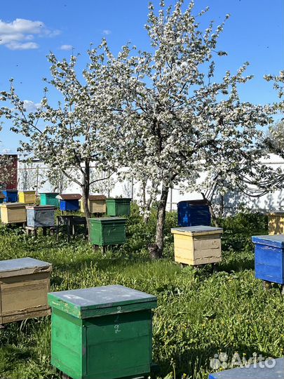 Продается б/у ульи