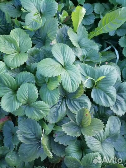 Рассада клубники