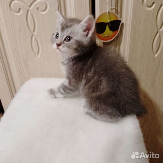 Шотландская