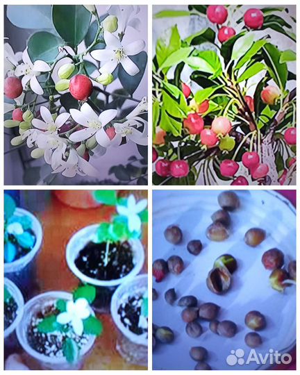 Комнатные цветы Муррайя метельчатая