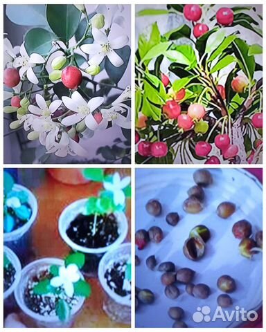 Комнатные цветы Муррайя метельчатая