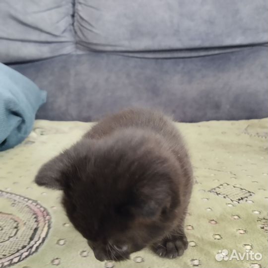 Кошка в дар