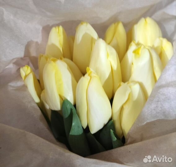Луковицы тюльпанов