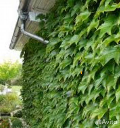 Девичий виноград вичи