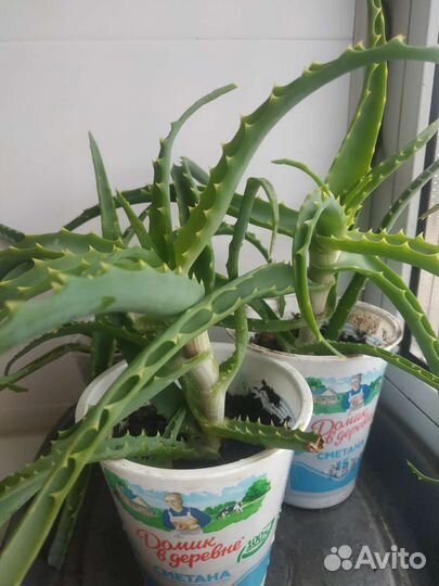 Алоэ столетник