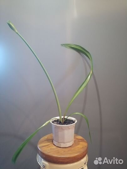 Гиппеаструм амариллис