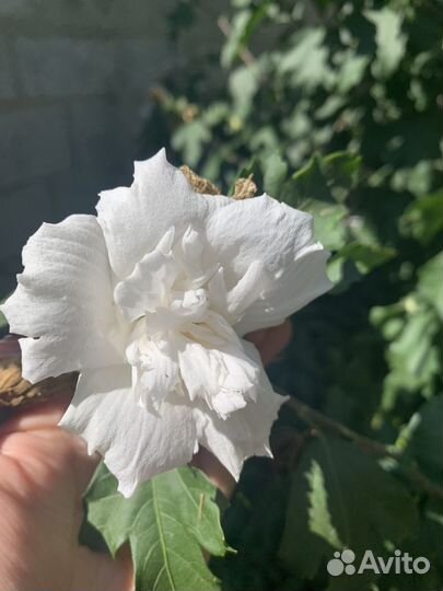Гибискус махровый