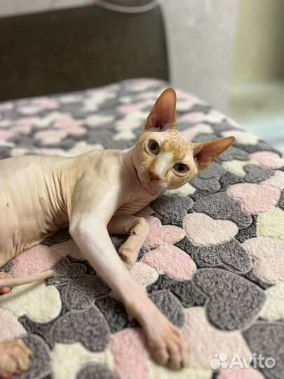 Котик на вязку