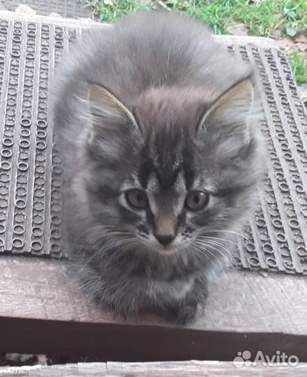 Котята от Русской голубой