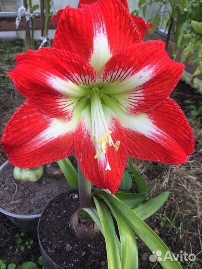 Гиппеаструм