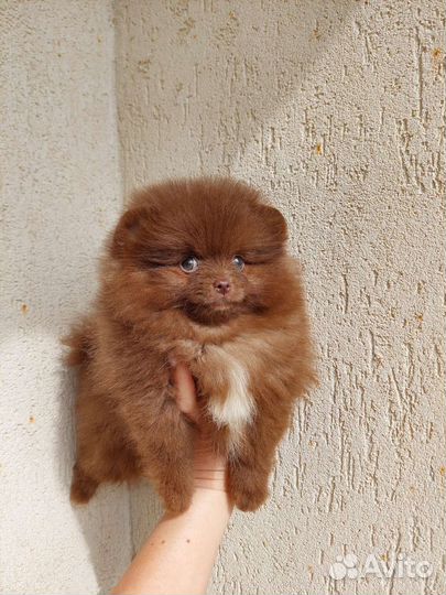 Померанский шпиц медвежьего типа