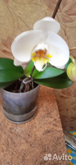 Орхидея фаленопсис
