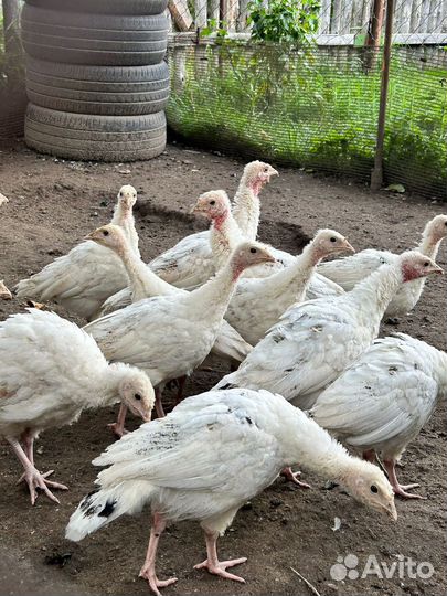 Индюки домашние