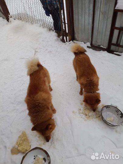 Ищем невесту