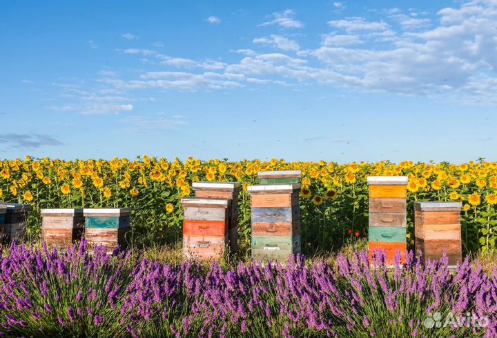 2024 Мёд натуральный из Алтая опт