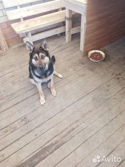 Немецкая овчарка