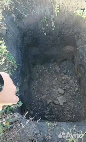 Посадка винограда