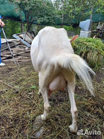 Продаются коза и козлик