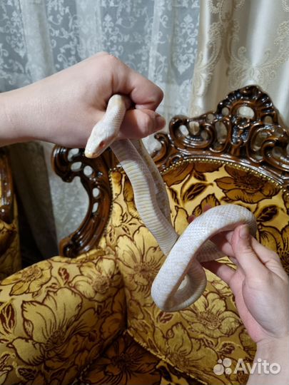 Маисовый полоз