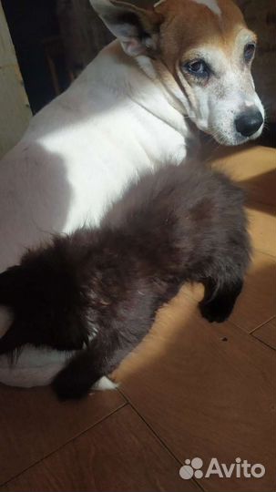 Джек рассел терьер. отдам