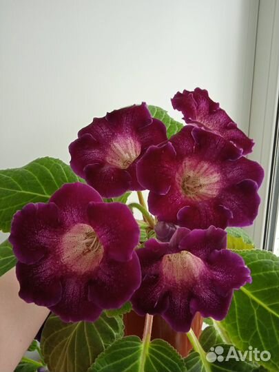 Листья глоксиний на срез