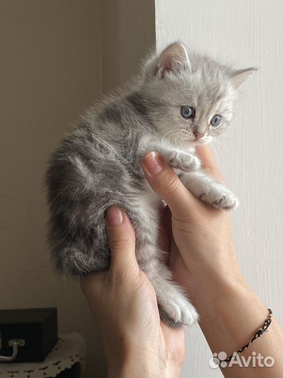 Серебристая шиншила