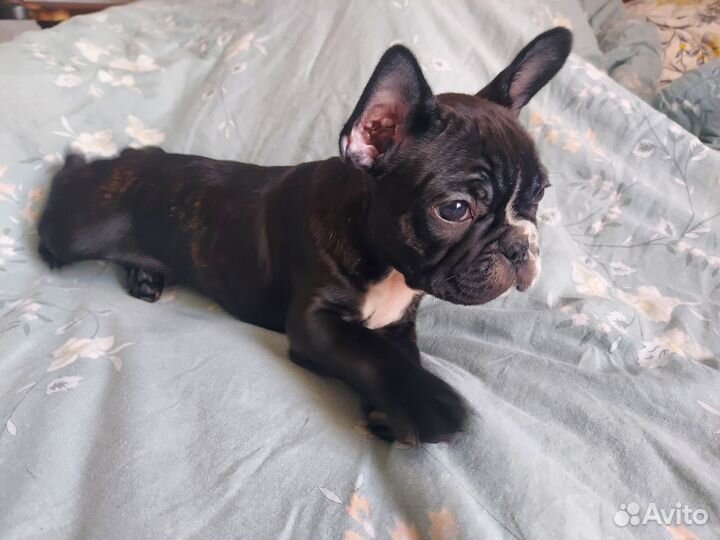 Щенок французского бульдога