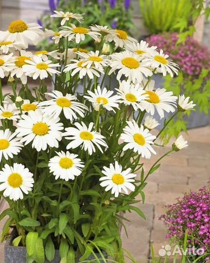 Ромашка садовая (Нивяник)