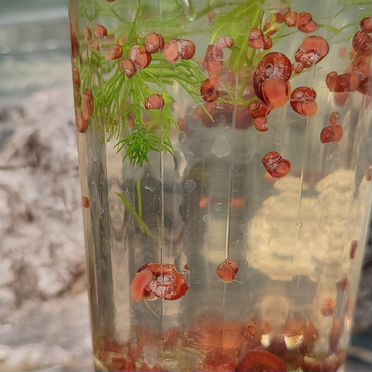 Улитки аквариумные